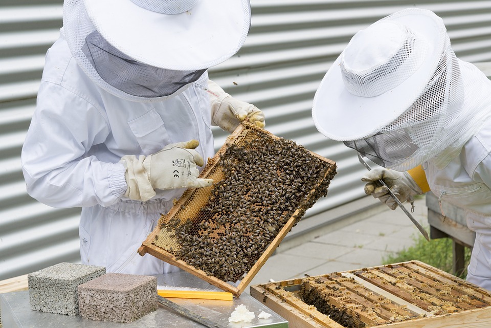 Pčelari, foto: Thomas Völcker, pixabay.com