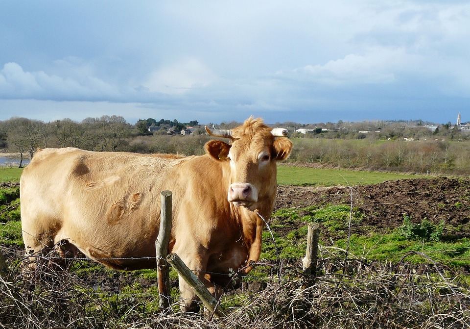 Ilustracija, krava, poljoprivreda, foto: Eric Thomarat, pixabay.com