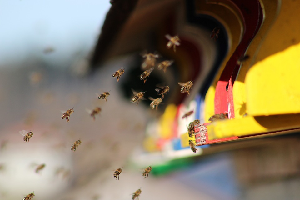 Pčele, ilustracija, foto: Roland Steinmann, pixabay.com