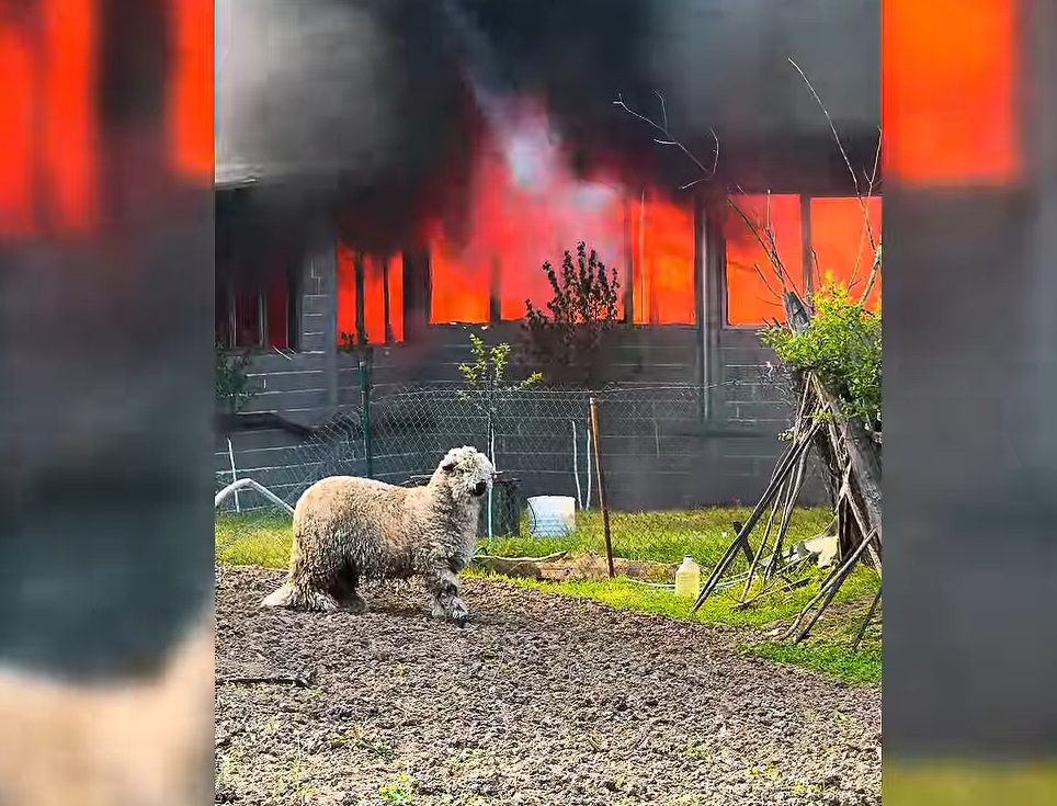 Požar u fabrici nameštaja u Svrljigu, foto: Svrljiške novine